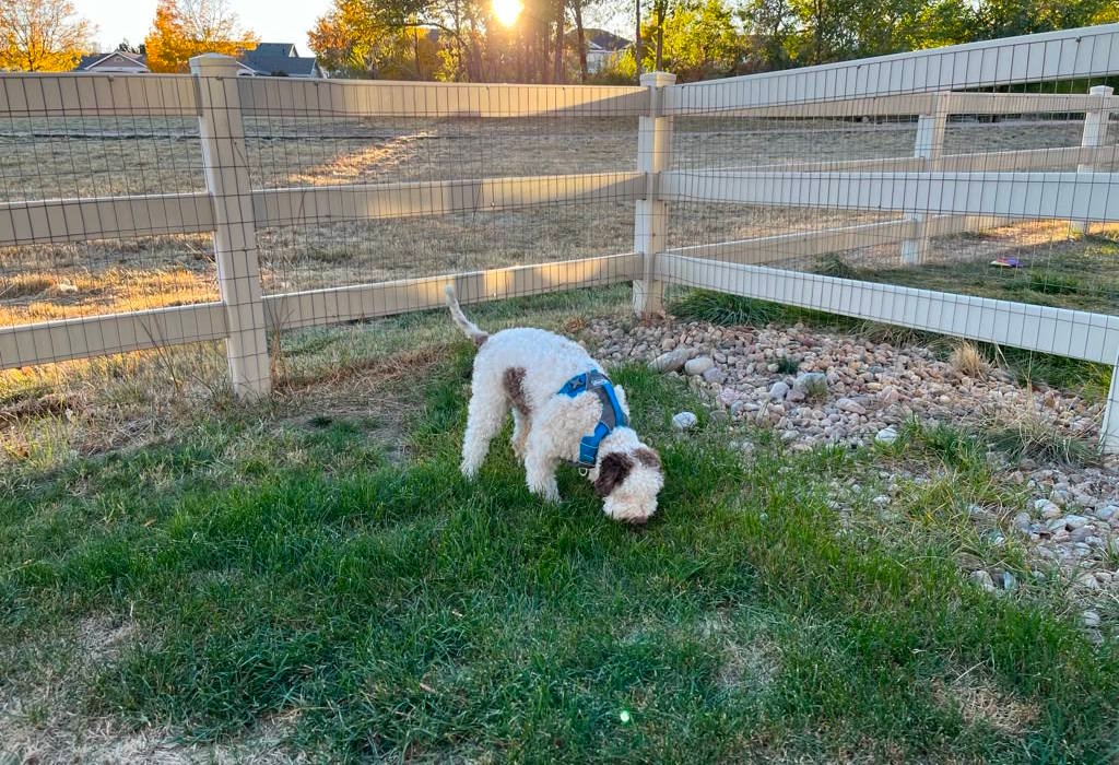 Signature Truffle Hunting Hoodie