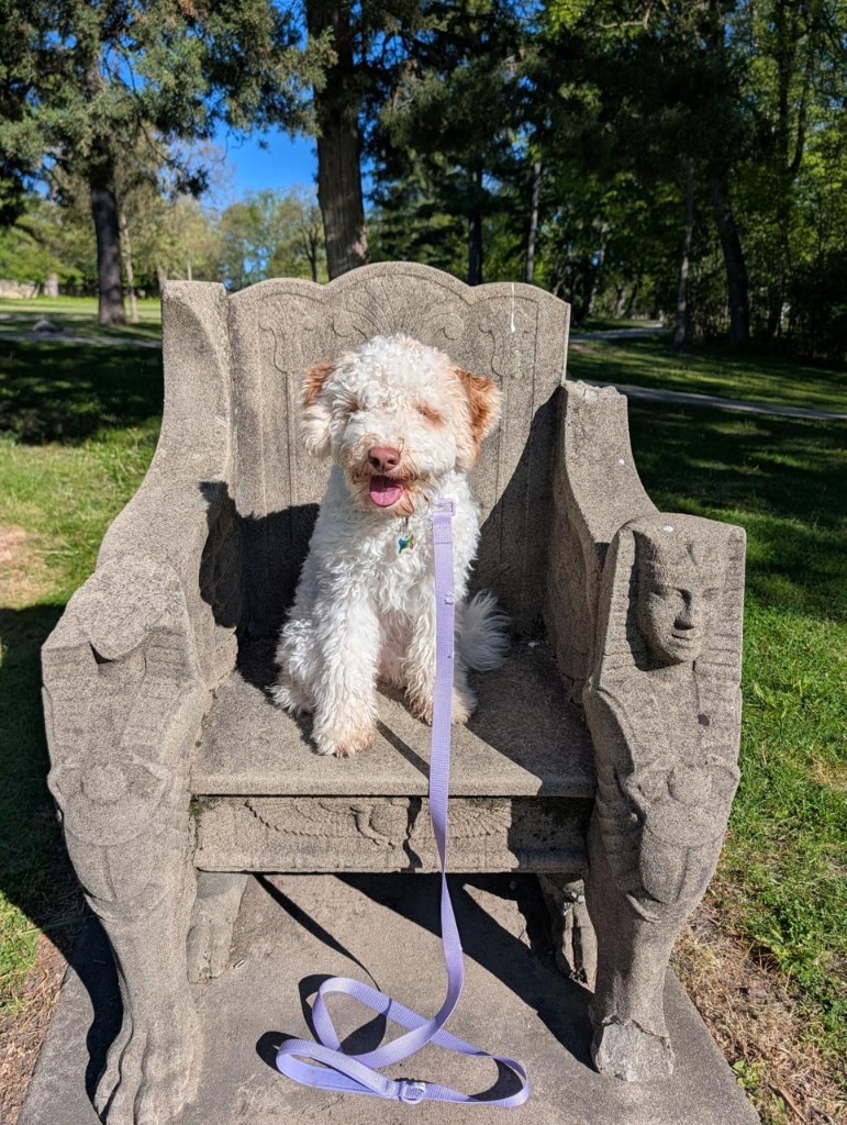 Lagotto Romagnolo puppy Pamina on a stone chair