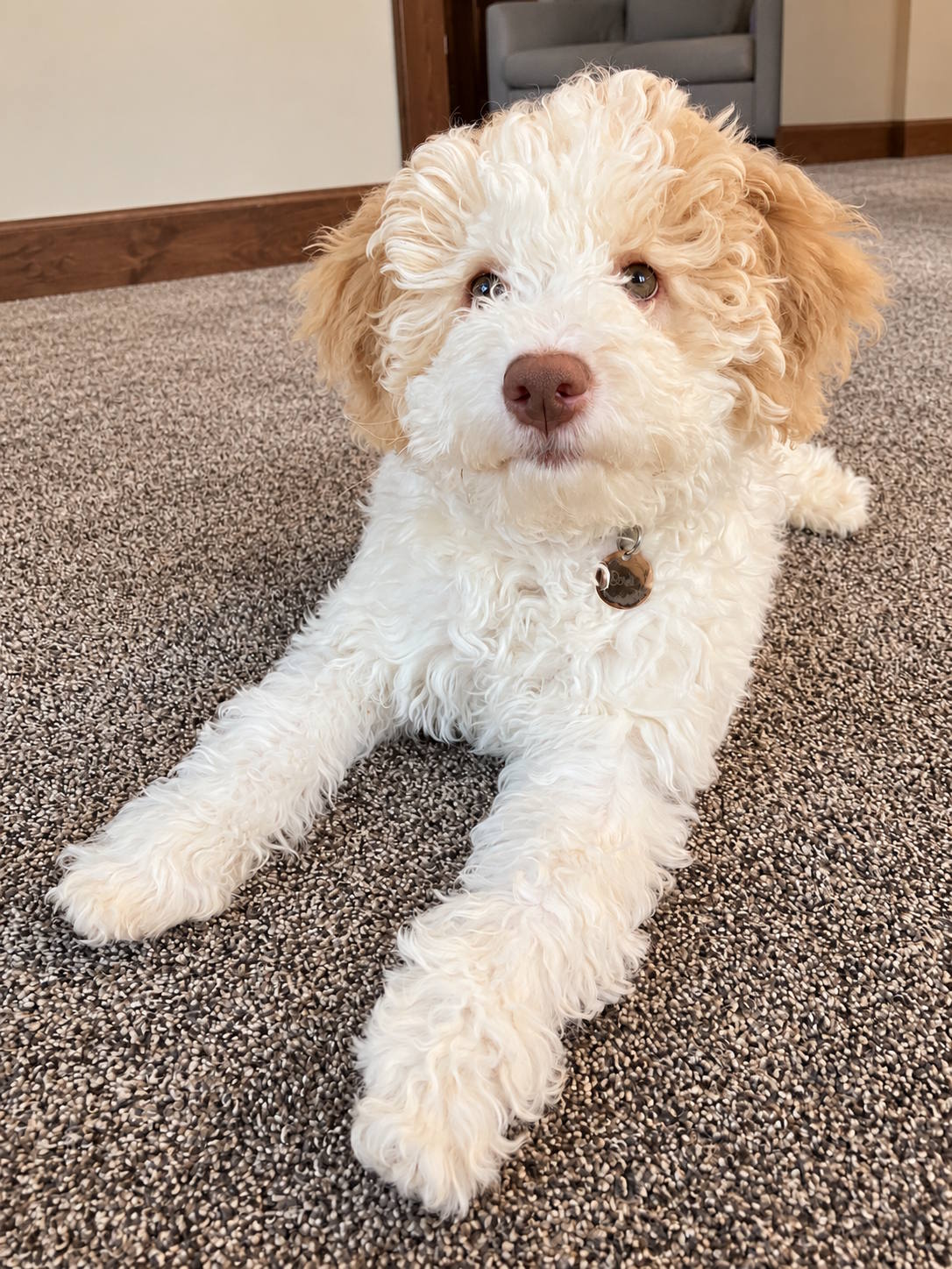 Original non-AI indoor portrait of a Tesoro Riccio Lagotto Romagnolo puppy