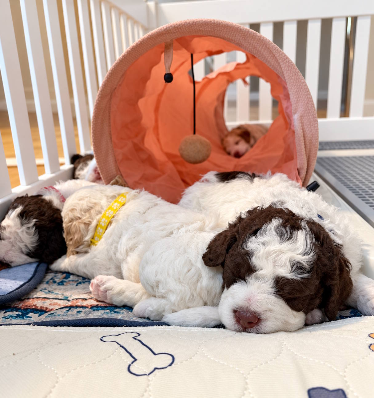 Original non-AI photo of Tesoro Riccio Lagotto Romagnolo puppies resting together